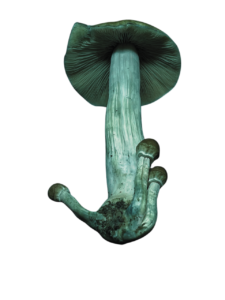 hongo azul
